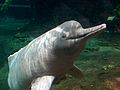 Amazonas-Flussdelfin Orinoko3.jpg