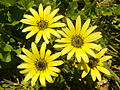 Arctotheca calendula