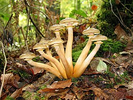 Armillaria mellea JPG1.jpg