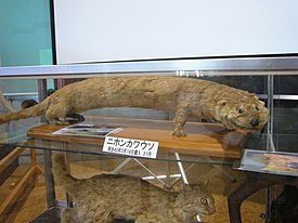 Чучело японской выдры, Hamura Municipal Zoo