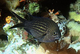 Chromis chromis 2.jpg