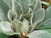 Common Mullein closeup.jpg