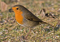 European-Robin.jpg