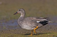 Gadwall-Anas-strepera.jpg