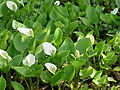 Calla palustris2.jpg