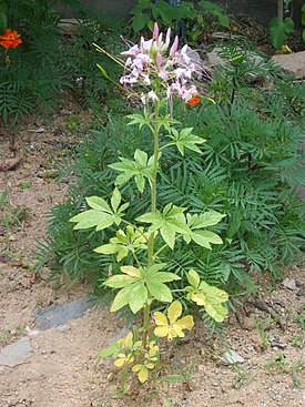 Клеоме колючая (Cleome spinosa). Общий вид растения.