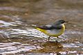 GreyWagtail Kent.jpg