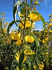 Helianthus maximiliani (5020305601).jpg