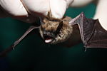 Myotis leibii.jpg