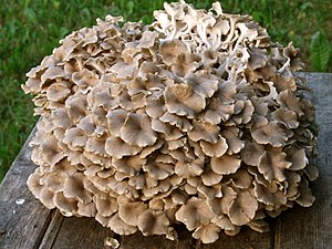 Polyporus umbellatus.jpg