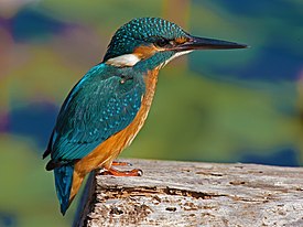 Alcedo Atthis.jpg