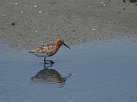 Calidris ferruginea P4233426.jpg