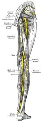 Нервы нижней конечности. Вид сзади. Описываемый нерв обозначен как Post. fem. cutaneous