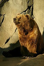 Lightmatter Alaskan brownbear.jpg