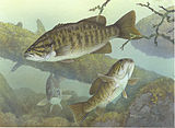 Micropterus dolomieu2.jpg