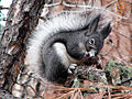 Aberts squirrel.jpg