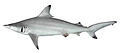 Carcharhinus limbatus csiro-nfc.jpg