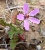 Erodium cicutarium flower.jpg