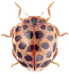 Henosepilachna vigintioctomaculata.jpg