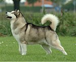 Alaskan Malamute.jpg