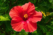 Flower 011.jpg