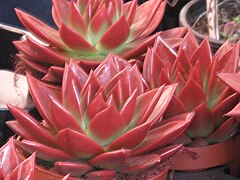 Echeveria agavoides