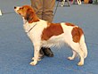 Kooikerhondje Koira 2013.JPG