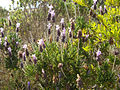 Lavandula dentata 1.JPG