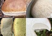 Boletus edulis details.jpg