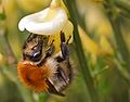 Bombus pascuorum01.jpg