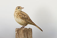 Eurasian Skylark, Tasmania..jpg