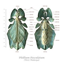 Phasmatodea morphology.jpg