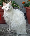 Turkse angora.jpg