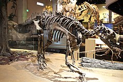 Perot Museum Tenontosaurus.jpg