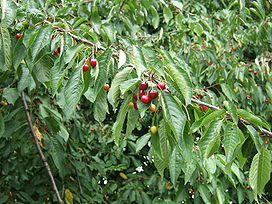 Prunus avium fruit1.jpg