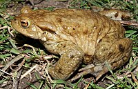 Bufo-bufo-erdkroete-maennlich.jpg