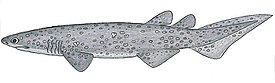 Echinorhinus bruc.JPG