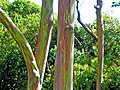 Eucalyptus deglupta-trees.jpg