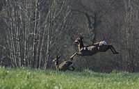 Saut chevreuil.jpg