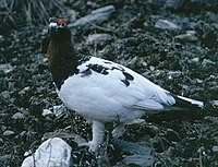 Willow grouse standing.jpg