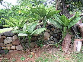 Dieffenbachia seguine