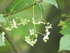 Euonymus europaea0.jpg