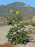 Helianthus annuus 3.jpg