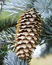 Picea pungens2.jpg