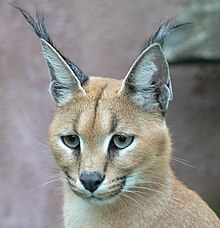 Caracal001.jpg