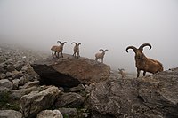 Kabardino-Balkarski nature reserve.jpg