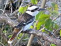 Laughing Kookaburra2.jpg