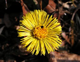 Tussilago farfara20100409 07.jpg