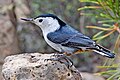 White-Breasted Nuthatch.jpg