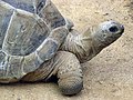 Aldabra.giant.tortoise.arp.jpg